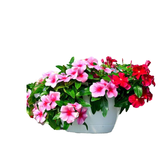 catharanthus-roseus-thai-garden-design